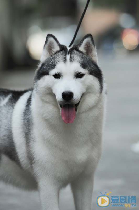 《神犬小七2》神犬小七第二季中“山神”哈士奇原型西伯利亞雪橇犬