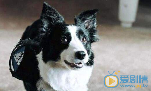 動物管理局老肆有沒有救出朱雀？老肆的結局是什麼？