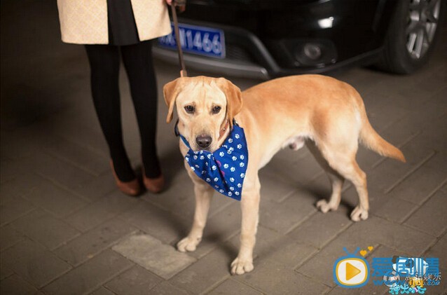 《神犬小七》今晚開播：逗逼金世佳遭遇小七搶戲