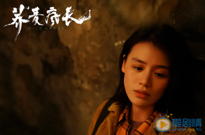 蕎麥瘋長劇情介紹 蕎麥瘋長劇照