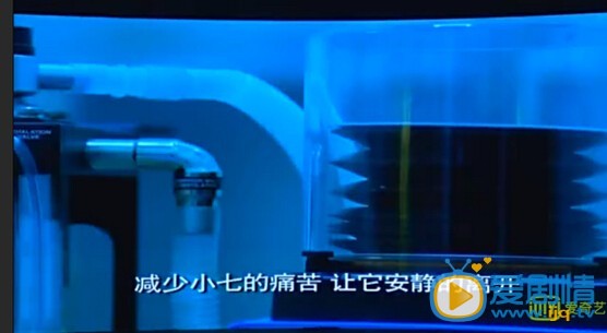 神犬小七大結局是什麼？小七結局如何？小七最後死了嗎？