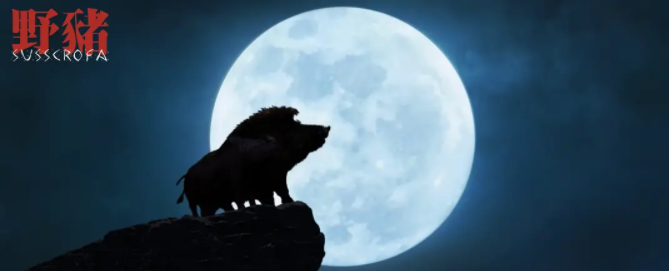 野豬電影劇情介紹