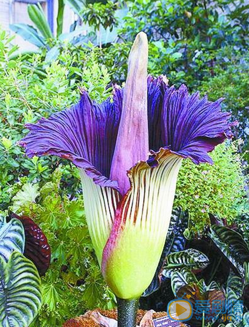 鬼吹燈之精絕古城精絕女王棺旁的花是什麼花？有什麼作用？