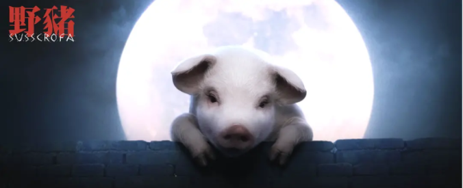 野豬什麼時間播_野豬播出時間