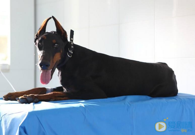 警花與警犬劇照