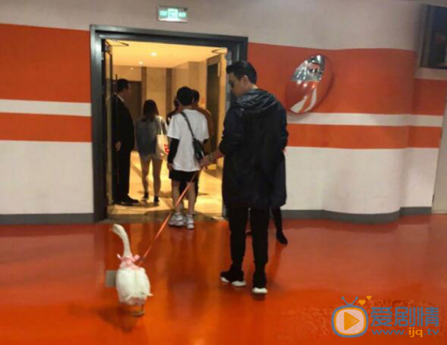 如果可以這樣愛冬粉心疼保劍鋒得不到白考兒 心急為他送上一隻大白鵝 