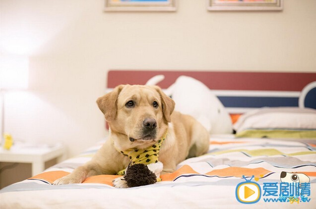 《神犬小七》呂一丹為何跟賈長安離婚？兩人結局如何？