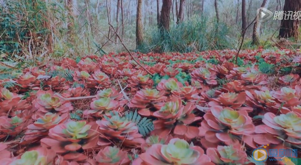 誅仙青雲志劇照