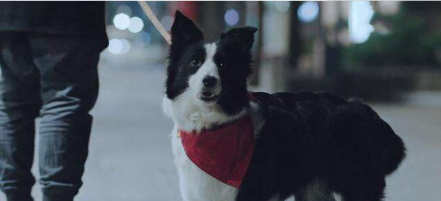 動物管理局大結局留下哪些懸念？第二部中郝運能否見到父親朱雀？