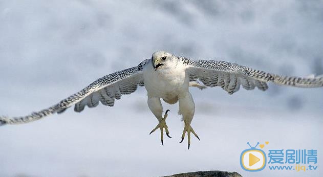 天坑鷹獵張保慶養的白鷹是什麼品種？張保慶養的白鷹原型是什麼鳥？矛隼圖片