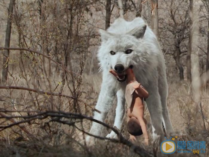 電視劇白鹿原中出現白狼了嗎？白鹿原為什麼出現白狼？