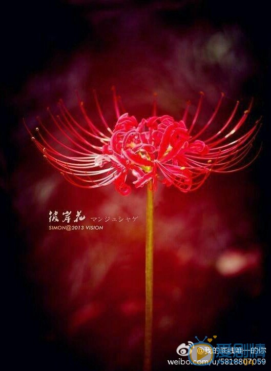 彼岸花什麼時間播_彼岸花播出時間