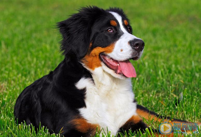 老男孩蕭晗的寵物狗奧斯卡是什麼品種？種類是什麼？價錢是多少？