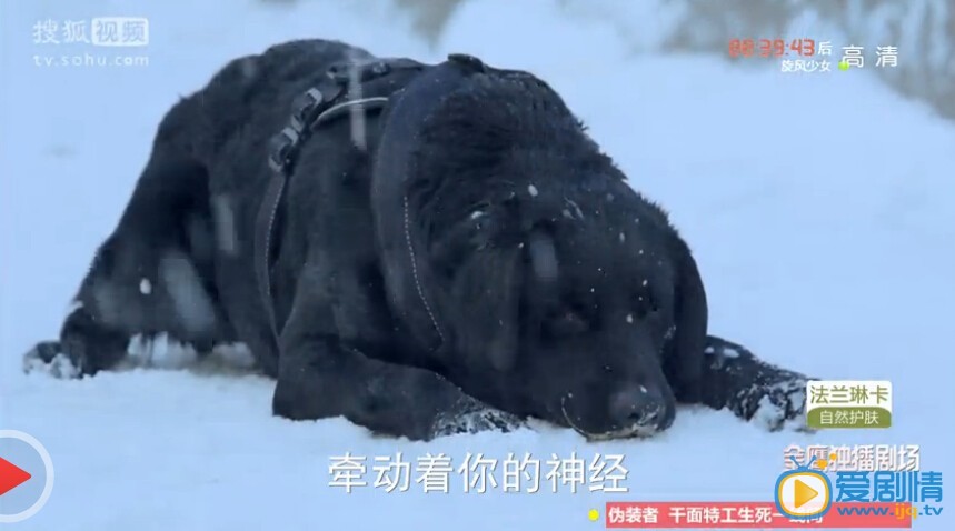 神犬小七指南針是什麼品種的犬？指南針真的死了嗎？